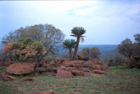 Cycad - Klik op foto voor groter!