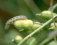 Rups op radijs - Klik op foto voor groter!